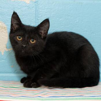Raphael -  Domestic Medium Hair Cat Available for Adoption in Troy, Ohio - Raphael | PetCurious