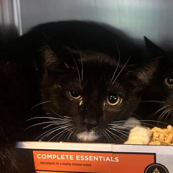 Benson Boone -  Domestic Short Hair Cat for Adoption in Rocky Mount, Virginia - Benson Boone | PetCurious