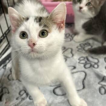 Domestic Short Hair Cats Available for Adoption - Lucky | PetCurious
