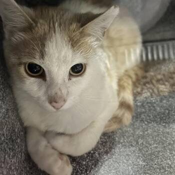 Domestic Short Hair Cats Available for Adoption in Salt Lake City, Utah - Fiddle | PetCurious
