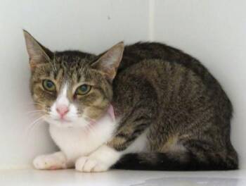 Domestic Short Hair Cats Available for Adoption in Oklahoma City, Oklahoma - BIRDY | PetCurious