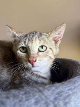Steffy Forrester -  Domestic Short Hair Cat for Adoption in Berwick, Pennsylvania - Steffy Forrester | PetCurious