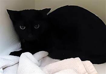 Little Foot -  Domestic Short Hair Cat for Adoption in Nashville, Tennessee - Little Foot | PetCurious