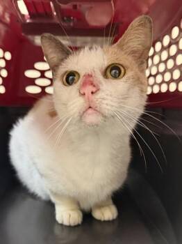 Domestic Short Hair Cats Available for Adoption in San Antonio, Texas - Lizard | PetCurious