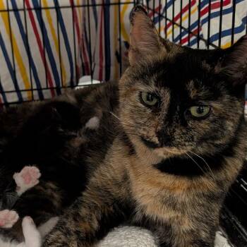 Darla -  Domestic Short Hair Cat for Adoption in Bel Air, Maryland - Darla | PetCurious
