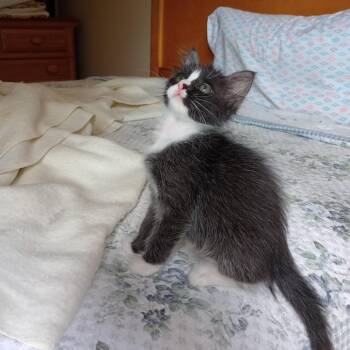 Butler -  Domestic Short Hair Cat for Adoption in Cumming, Georgia - Butler | PetCurious