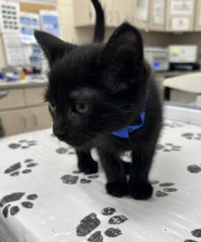 Macaroon -  Domestic Short Hair Cat for Adoption in Westland, Michigan - Macaroon | PetCurious