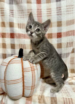 Rescue Tabby and Domestic Short Hair Cats for Adoption in Ball Ground, Georgia - Zinfandel | PetCurious