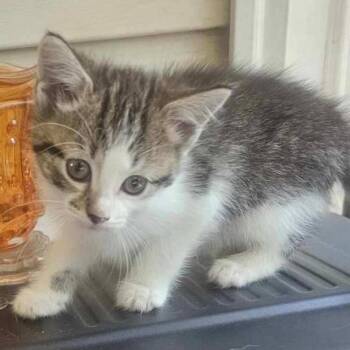 Baby -  Domestic Short Hair Cat for Adoption in Gastonia, North Carolina - Baby | PetCurious