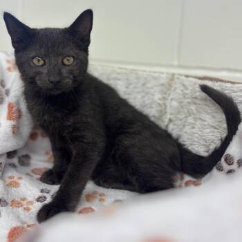 Melinda -  Domestic Short Hair Cat for Adoption in Marshalltown, Iowa - Melinda | PetCurious