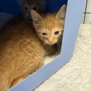 Tatum-C -  Domestic Short Hair Cat for Adoption in East St. Louis, Illinois - Tatum-C | PetCurious