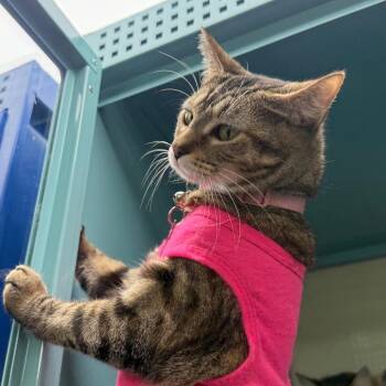 Susanna -  Domestic Short Hair Cat for Adoption in Sunrise, Florida - Susanna | PetCurious