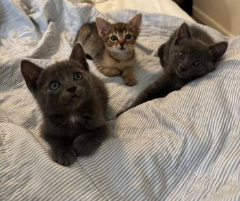 Rescue Domestic Short Hair Cats for Adoption in Davis, California - Lilypad | PetCurious