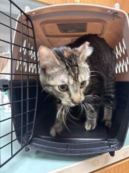 Domestic Short Hair Cats Available for Adoption in Oklahoma City, Oklahoma - PEPPER | PetCurious
