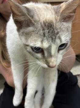 Alexis -  Domestic Short Hair Cat for Adoption in Morristown, New Jersey - Alexis | PetCurious