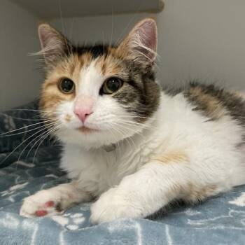 Rescue Domestic Short Hair Cats for Adoption in Long Beach, California - Catalina | PetCurious