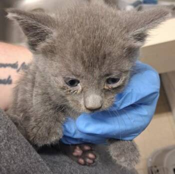 SYLVEON -  Domestic Short Hair Cat for Adoption in Killeen, Texas - SYLVEON | PetCurious