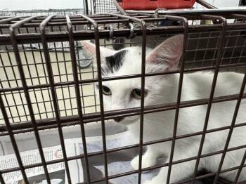 A2478372 -  Domestic Short Hair Cat for Adoption in Fort Lauderdale, Florida - A2478372 | PetCurious