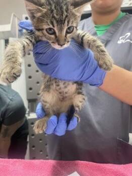 Blossom -  Domestic Short Hair Cat for Adoption in Sacramento, California - Blossom | PetCurious