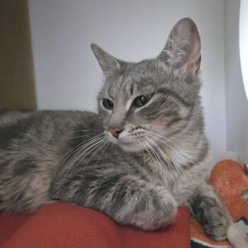 Peapod -  Domestic Short Hair Cat Available for Adoption in Providence, Rhode Island - Peapod | PetCurious