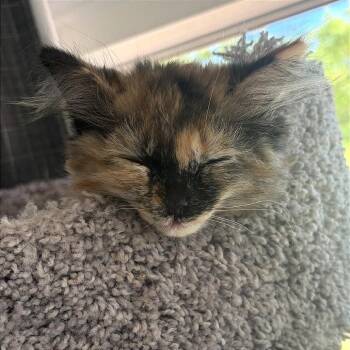 Dot -  Domestic Medium Hair Cat for Adoption in Traverse City, Michigan - Dot | PetCurious