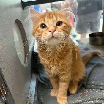 Tiger Lily -  Domestic Medium Hair Cat for Adoption in Waterloo, Iowa - Tiger Lily | PetCurious