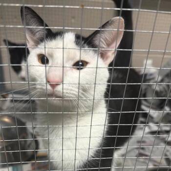 Domestic Short Hair Cats Available for Adoption in Washington, District Of Columbia - Pride Kittens: Ricky 16904 | PetCurious