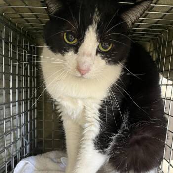 Domestic Short Hair Cats Available for Adoption in Oak Park, Illinois - Shakespeare | PetCurious