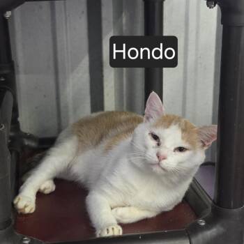 Hondo -  Domestic Short Hair Cat for Adoption in Snow Hill, North Carolina - Hondo | PetCurious