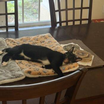 Gabriel Noah -  Domestic Short Hair Cat for Adoption in Tampa, Florida - Gabriel Noah | PetCurious