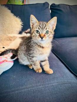 CAMPER -  Domestic Short Hair Cat for Adoption in Louisville, Kentucky - CAMPER | PetCurious
