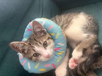 Holstein Hilly -  Domestic Short Hair Cat for Adoption in Arthur, Ontario - Holstein Hilly | PetCurious