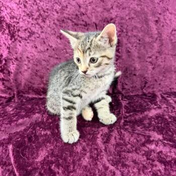 Bertha -  Domestic Short Hair Cat for Adoption in Raleigh, North Carolina - Bertha | PetCurious