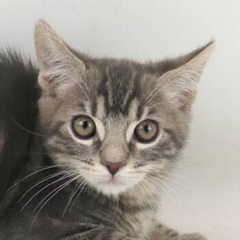 Rescue Domestic Short Hair Cats for Adoption in Clovis, California - Pepper | PetCurious