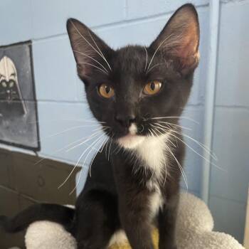 Emile -  Domestic Short Hair Cat for Adoption in Laredo, Texas - Emile | PetCurious