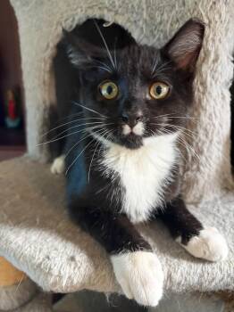 Domino -  Domestic Short Hair Cat for Adoption in Cleveland, Ohio - Domino | PetCurious
