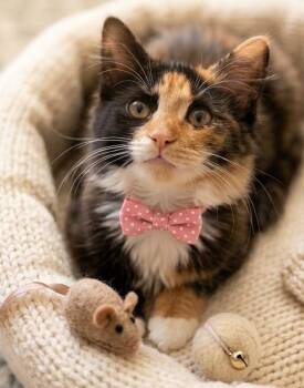 MargoP -  Calico and Domestic Long Hair Cat for Adoption in North Highlands, California - MargoP | PetCurious