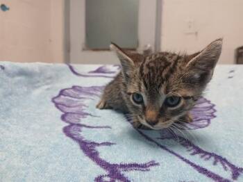 A2477451 -  Domestic Short Hair Cat for Adoption in Fort Lauderdale, Florida - A2477451 | PetCurious