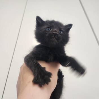 Lyrebird -  Domestic Short Hair Cat for Adoption in Pullman, Washington - Lyrebird | PetCurious