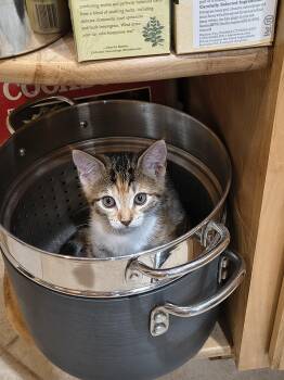Rocky Road (new) -  Tiger Cat for Adoption in Zephyrhills, Florida - Rocky Road (new) | PetCurious