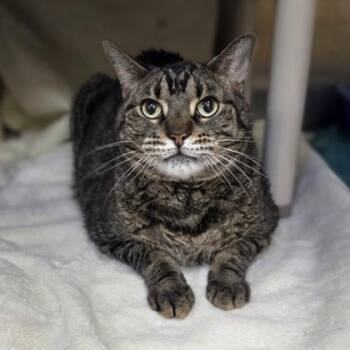 Domestic Short Hair Cats Available for Adoption in Westland, Michigan - Burgermeister | PetCurious