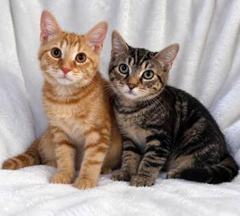 Colby and Jack -  Domestic Short Hair Cat for Adoption in Copley, Ohio - Colby And Jack | PetCurious