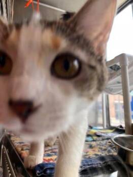 Domestic Short Hair Cats Available for Adoption in Kansas City, Missouri - Tootie | PetCurious