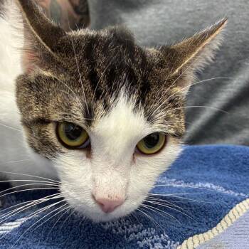 Mr. Big -  Domestic Short Hair Cat for Adoption in Corpus Christi, Texas - Mr. Big | PetCurious