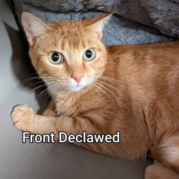 Rescue Domestic Short Hair Cats for Adoption in Huntsville, Arkansas - Roberta | PetCurious