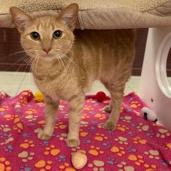 Cardinal -  Domestic Short Hair Cat for Adoption in West Palm Beach, Florida - Cardinal | PetCurious