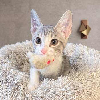 Topanga -  Domestic Medium Hair Cat for Adoption in Allen, Texas - Topanga | PetCurious