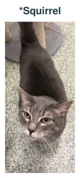 Squirrel -  Domestic Short Hair Cat for Adoption in Richland Center, Wisconsin - Squirrel | PetCurious