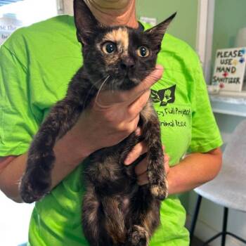 Maple -  Domestic Short Hair Cat for Adoption in Tampa, Florida - Maple | PetCurious