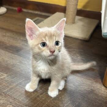 Latte -  Domestic Short Hair Cat for Adoption in Newport News, Virginia - Latte | PetCurious